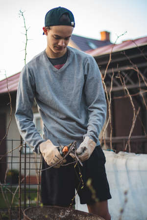Swarthy boy of European descent with work gloves and special garden shears cuts branches into a...