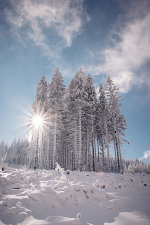 Fairy-tale wilderness covered in snow. A piece of forest shows its greatness and the sun shines through these trees to create an incredible fairy taleの写真素材