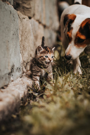 gray and black striped kitten goes on an adventurous journey with his Jack Russell Terrier protector. Cuteness. Innocence.の写真素材