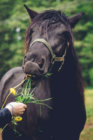 young breeder gives her beautiful black working horse a grass to eat as a snack. The black horse with long bangs takes the grass with his front teeth. Bio farm. Agriculture.の写真素材