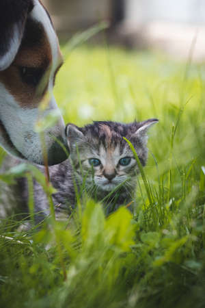 Little tabby kitten with blue eyes runs in the tall grass and discovers a new world with his eyes. Cuteness, innocence. A new life.の写真素材