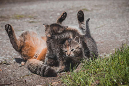 Newborns are discovering the world around their mother, who is stretched out in the sun. Kittens...