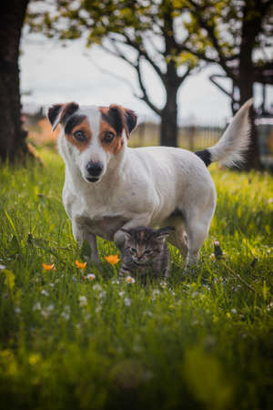 Female jack russell plays with baby cats and watches them not to get lost. Blue-eyed kittens walk in the grass and discover the world. Innocence, cuteness.の写真素材
