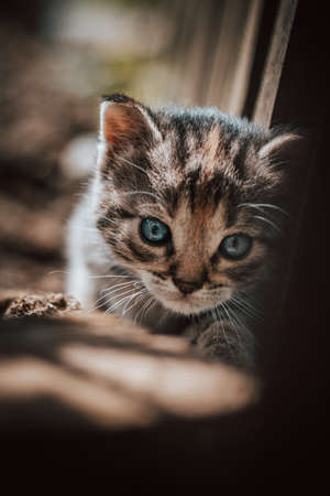Cute cuckoo from a black and gray newborn cat who is exploring a new world and trying to see everything. The hard face of a blue-eyed devil. Detail of the cat's head. Innocence.の写真素材