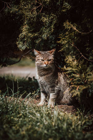 stern look of a mother watching over her offspring in the wilderness. A black and gray cat sits by a bush and watches her newborns.の写真素材