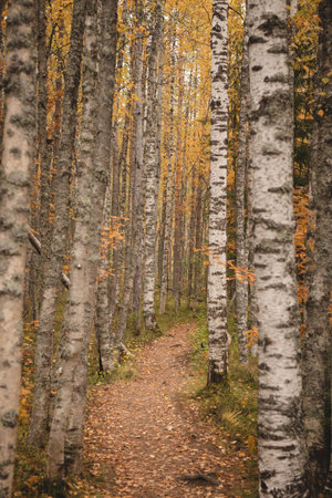 Autumn forest path surrounded by birch trees in orange-yellow colors. Scandinavian autumn in an orange-yellow hue of colors. Colors in Tiilikkajarvi National Park, Kainuu, Finland.の写真素材