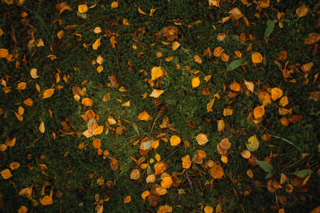 Orange, red and brown leaves on a beautiful green lawn in the middle of a forest in Kainuu region, Finland. Autumn time.の写真素材
