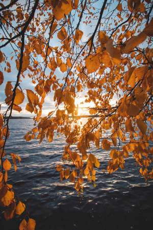 Autumn sunset at a lake in Kainuu, northern Finland. The sun shines through the orange-red leaves, creating a peaceful and calming atmosphere.の写真素材