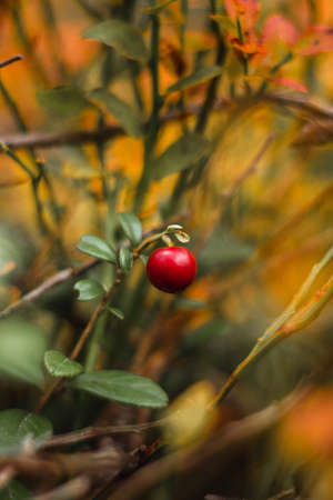 Detail of autumn fruit growing in the Finnish countryside in the Kainuu region. Vaccinium oxycoccos amidst many abrev at sunset. Delicious small cranberry.の写真素材