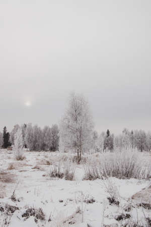 Frosty morning with the sun in a haze far above the Arctic Circle in Lapland, Finland. A frozen tree covered in snow emerges from the fog. Winter landscape.の写真素材