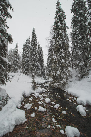 Fairytale winter scenery with ice crystal clear river in pallas yllastunturi national park, lapland, finland. Spruce forest under a blanket of snow.の写真素材