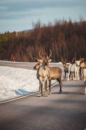 magical sturdy reindeer walks with his pack along a road in Lapland, Finland. Scandinavian animal. Cute Santa Claus pet. Rangifer tarandus.の写真素材