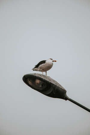 Greedy seagull sitting on a lamppost in the middle of Tromso city in northern Norway. The funny plump bird looks around wherever it flies.の写真素材