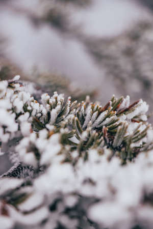 Wildlife in autumn and foggy season in riisitunturi national park, in the famous Lapland region,...