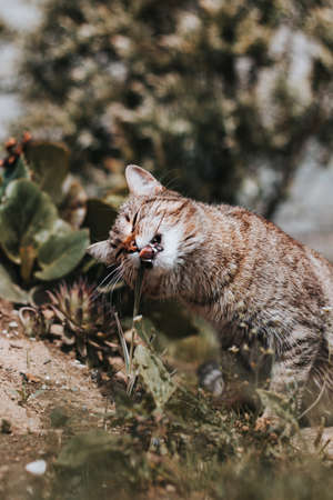 Caring stroller mother takes a well-deserved vacation from her toddlers. A feline catus domesticus eating grass shoots for better digestion. Countryside life.の写真素材