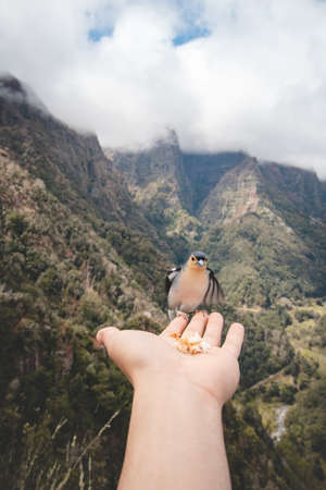 Rare Madeiran chaffinch has flown to the man's hand for food crumbs and to see if he is safe. Fringilla coelebs maderensis. The experience of a lifetime. Levada dos Balcoes, Madeira, Portugal.の写真素材