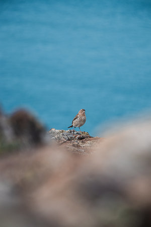 Curious Rock Sparrow perched on a rock on the island of Madeira in the Atlantic Ocean belonging to Portugal. The life of a bird near the sea. Petronia Petronia looking for some food.の写真素材