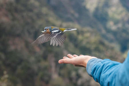 Rare Madeiran chaffinch has flown to the man's hand for food crumbs and to see if he is safe....