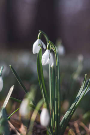 Unique White Snowdrop blooms in the garden with the help of sunshine and plenty of moisture and makes children and families happy. The first spring flower after a long winter. Galanthus nivalis.の写真素材