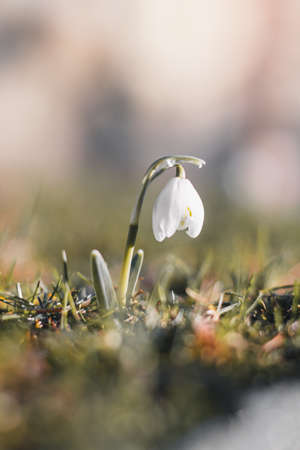 unique spring Leucojum vernum blooms in the woods with the help of sunshine and plenty of moisture and makes children and families happy. The first spring flower after a long winter.の写真素材