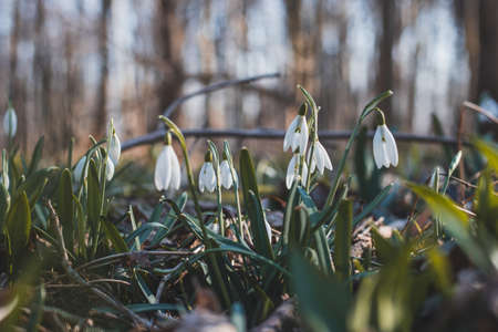 field of snowdrops bathed in the western sun growing in a deciduous forest and beautifying the day....