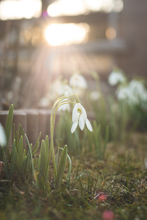 Unique White Snowdrop blooms in the garden with the help of sunshine and plenty of moisture and makes children and families happy. The first spring flower after a long winter.の写真素材