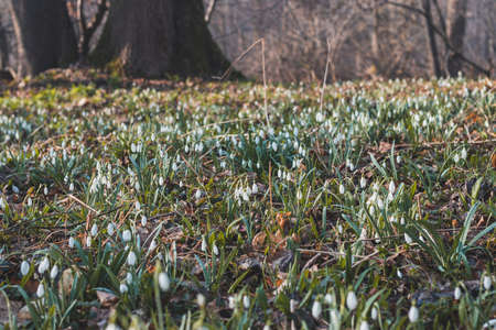 field of snowdrops bathed in the western sun growing in a deciduous forest and beautifying the day. A flower that awakens love in families with children and awakens nature.の写真素材