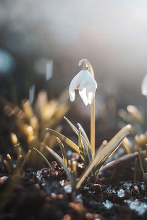 unique spring Leucojum vernum blooms in the woods with the help of sunshine and plenty of moisture and makes children and families happy. The first spring flower after a long winter.の写真素材