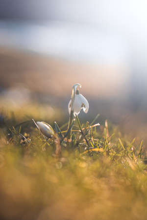 unique spring Leucojum vernum blooms in the woods with the help of sunshine and plenty of moisture and makes children and families happy. The first spring flower after a long winter.の写真素材