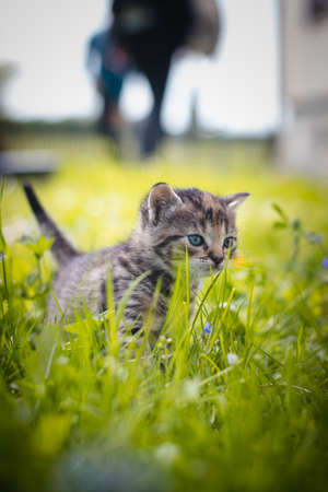 Innocent newborn domestic cat discovers wildlife around the house and undergoes immediate development regarding new sensations. Blue-eyed gray and black kitten in tall grass. Felis catus domesticus.の写真素材