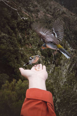 Small Madeiran chaffinch has flown to the man's hand for food crumbs and to see if he is safe....