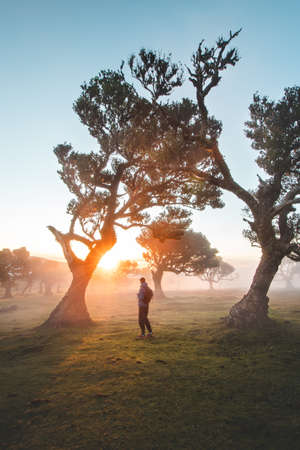 Traveler walk around trees. Most famous tourist destination Fanal on the island of Madeira,...
