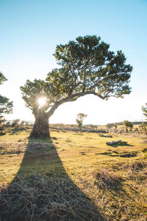 Traveler walk around trees. Most famous tourist destination Fanal on the island of Madeira, Portugal. Twisted old trees on a plateau in the Porto Moniz area. Discovering European nature.の写真素材