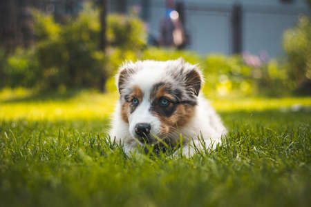 young Australian Shepherd dog rests on the grass in the garden and smiles happily. Blue eyes, brown and black spot around the eyes and otherwise white body gives the female a beautiful and cute look.の写真素材
