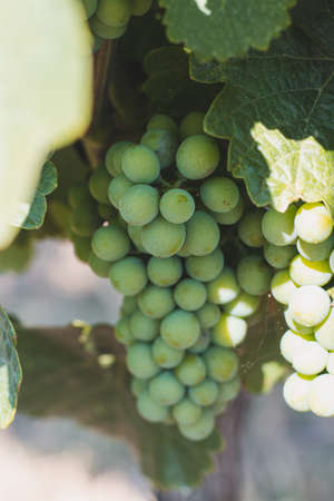 Baby unripe grapes on vines at sunset, closeup, baby grapes and flowers. in South Moravia around the...