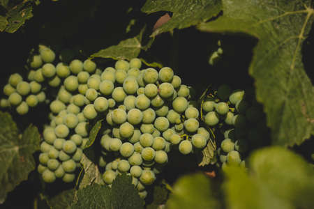 Baby unripe grapes on vines at sunset, closeup, baby grapes and flowers. in South Moravia around the...