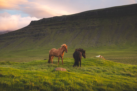 Horses graze peacefully at sunset on the Snaefellsnes peninsula near Grundarfjordur, Iceland. Pasture during sunlight with clouds.の写真素材