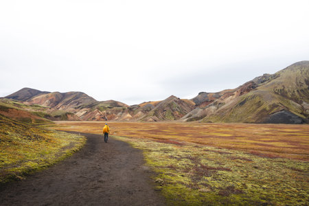 Hiker walks along a dirt path through the colorful rhyolite mountains of Landmannalaugar in Icelands...