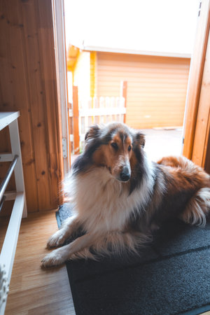 Calm rough collie resting at the cabin door, bathed in soft natural light. Cozy indoor moment with a warm wooden interior and peaceful atmosphere.の写真素材