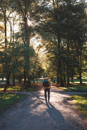Solo hiker explores Oslo's serene park trails, embraced by golden autumn light streaming through tall treesâwhere nature and peace go hand in hand. Norwegian nature.の写真素材
