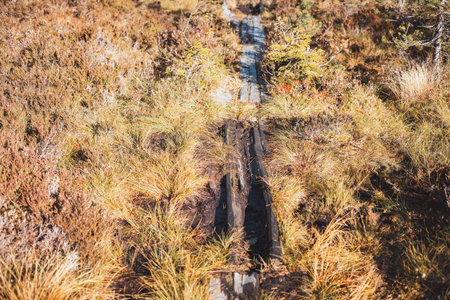 Rustic wooden trail winds through Oslo Marka, surrounded by golden autumn grasses and the quiet beauty of untouched Norwegian wilderness.の写真素材