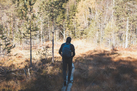 Adventurer walks on a narrow wooden trail in Oslo Marka, surrounded by golden autumn light and the...