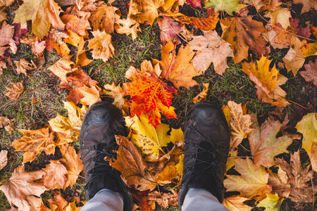 Hiking boots stand among vivid autumn maple leaves scattered across the ground, showcasing the vibrant textures and colors of Oslo fall season.の写真素材
