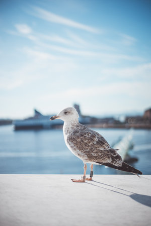 Seagull perches with quiet poise on Oslo waterfront, cruise ship and sea sculpture blurred behindâa moment where city meets sky and nature. Norwegian seagull in daily light.の写真素材