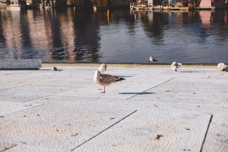 Seagull perches with quiet poise on Oslo waterfront, cruise ship and sea sculpture blurred behindâa moment where city meets sky and nature. Norwegian seagull in daily light.の写真素材