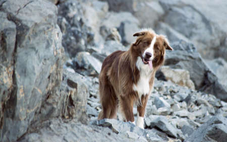 A Beautiful Brown Border Collie named Artu looking at you curiousの写真素材