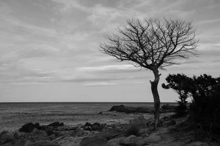 a death tree in front of the seaの写真素材