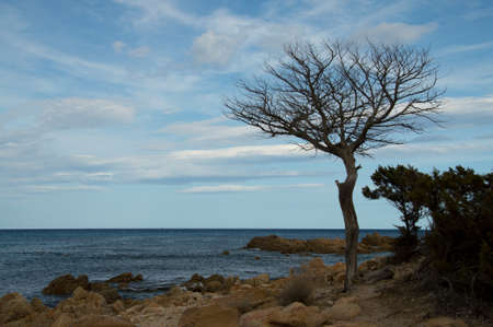 A death tree in front of the seaの写真素材