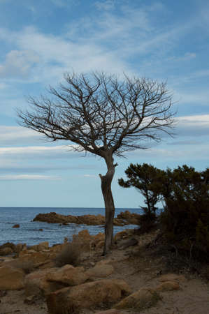 a death tree in front of the seaの写真素材