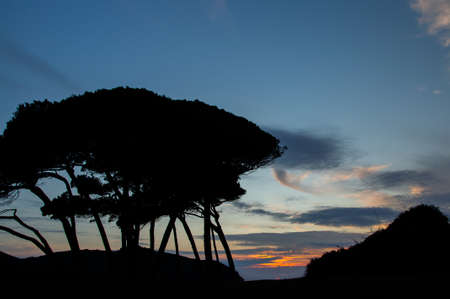 a beautiful view of the baratti trees at sunsetの写真素材